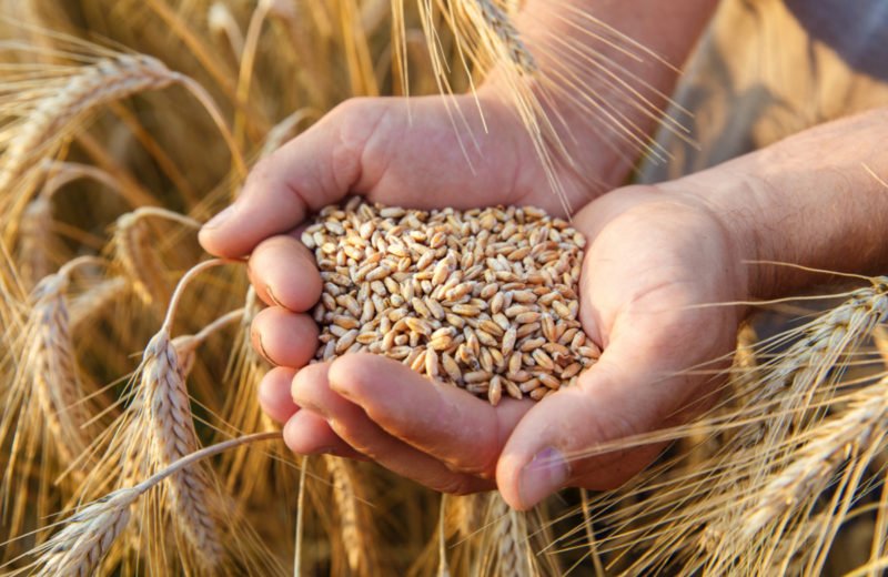 What caused the breakdown of the wheat market?