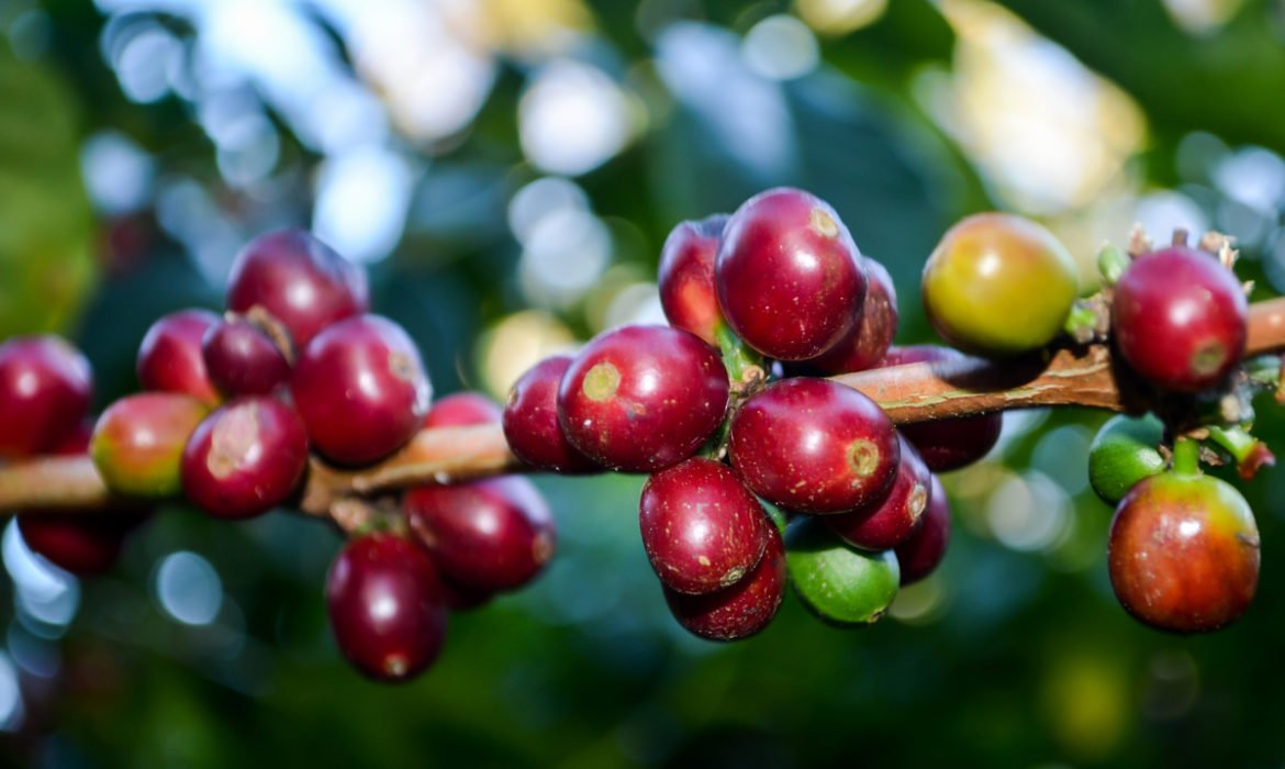 The export of Panamanian coffee tallied 0.4% of its GDP