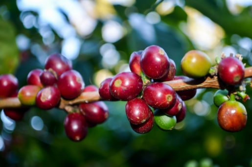 The export of Panamanian coffee tallied 0.4% of the country's GDP