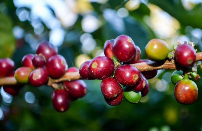 The export of Panamanian coffee tallied 0.4% of its GDP