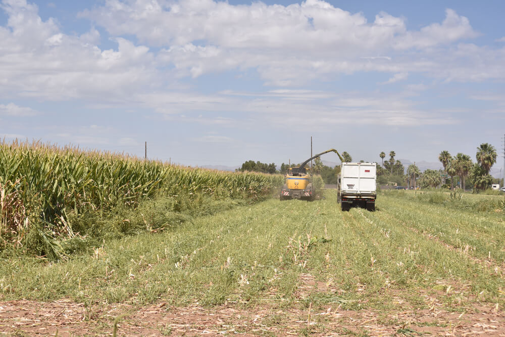 hopper truck harvesting corn field