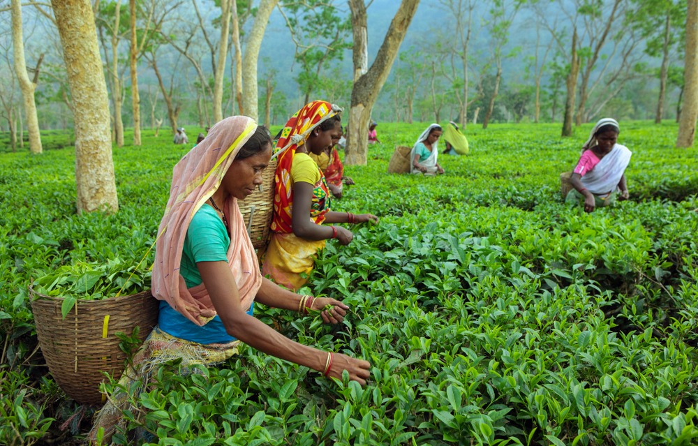 tea production in india