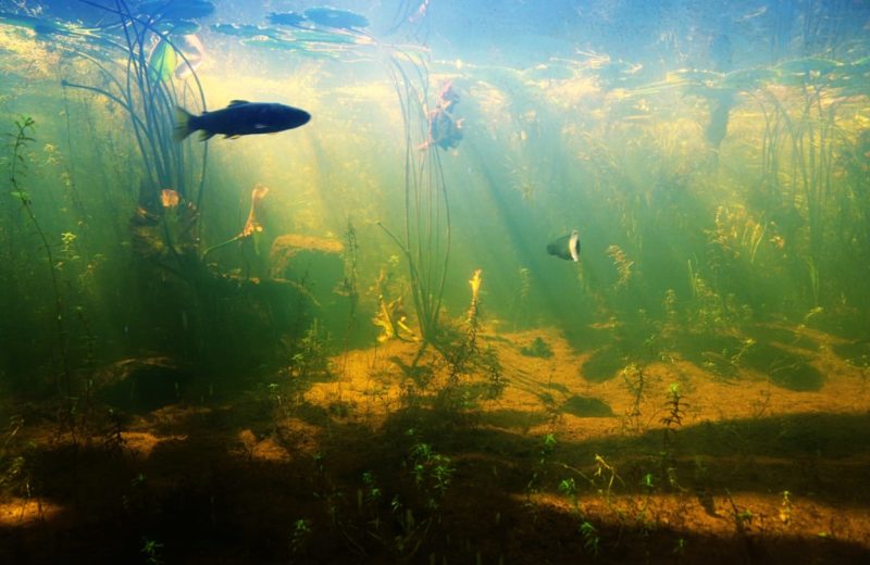 Can the new technology make wastewater safer for fish?