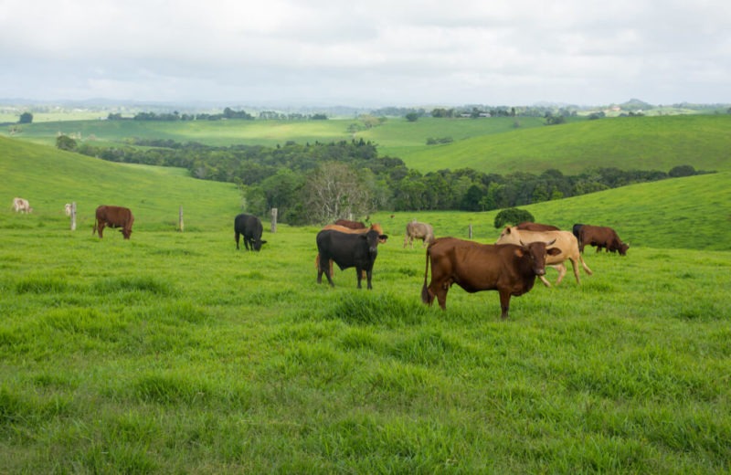 Brazil’s Beef Exports Soar, Environmental Concerns Follow
