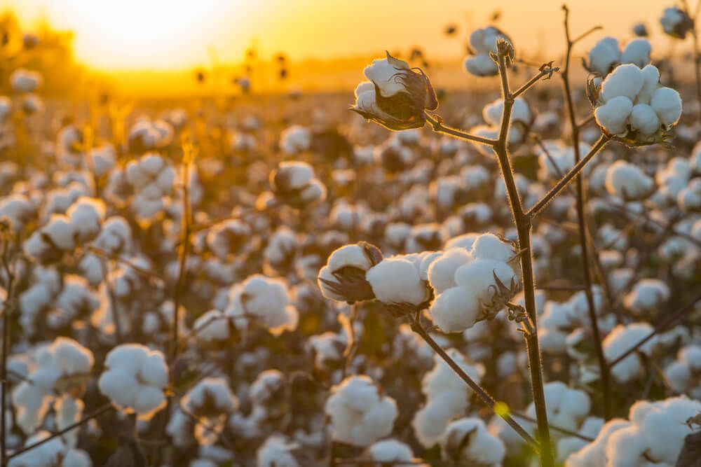 Cotton field background