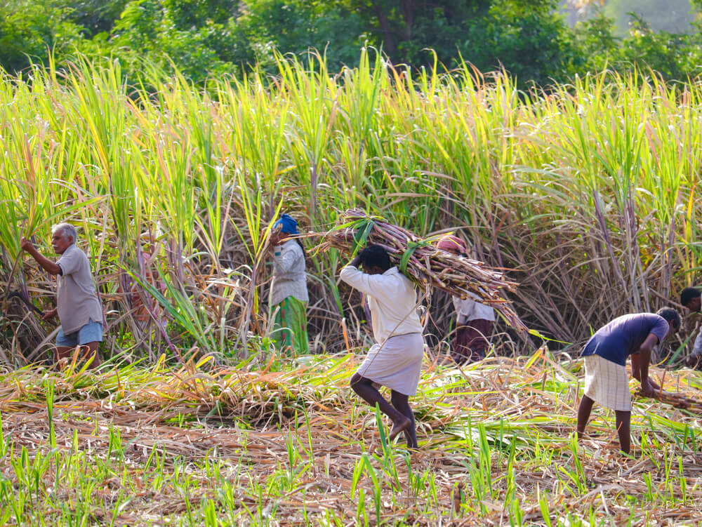 Farmer Man carrying cane in sugarcane field in India