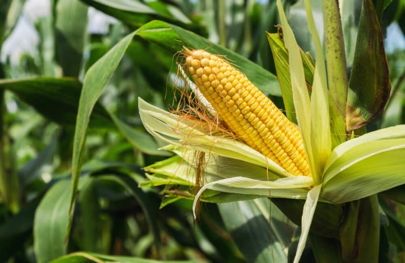Corn Prices Decline with Rapid Harvest Progress
