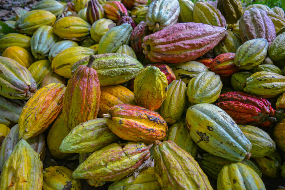 The Sour Truth About African Chocolate