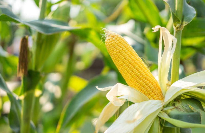 Demand for American Grains Surge, Corn Leads