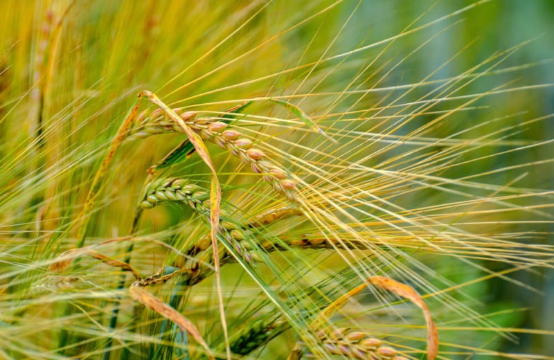 China-Australia Tension on Barley Imports