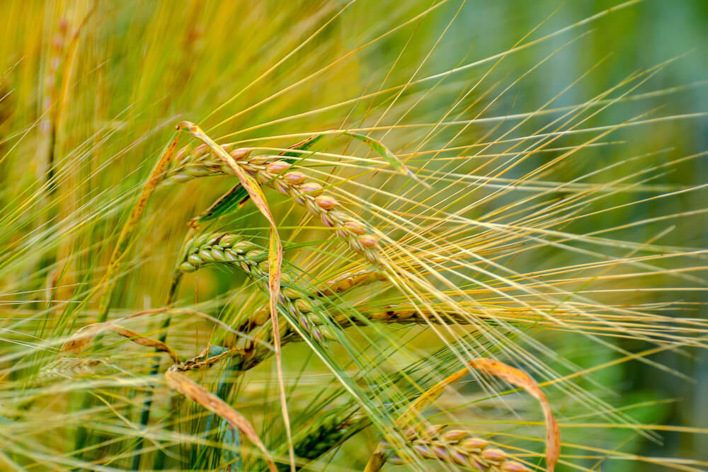 Barley imports