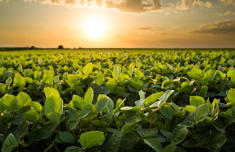 Soybean, Others, Weathered a Turbulent Year