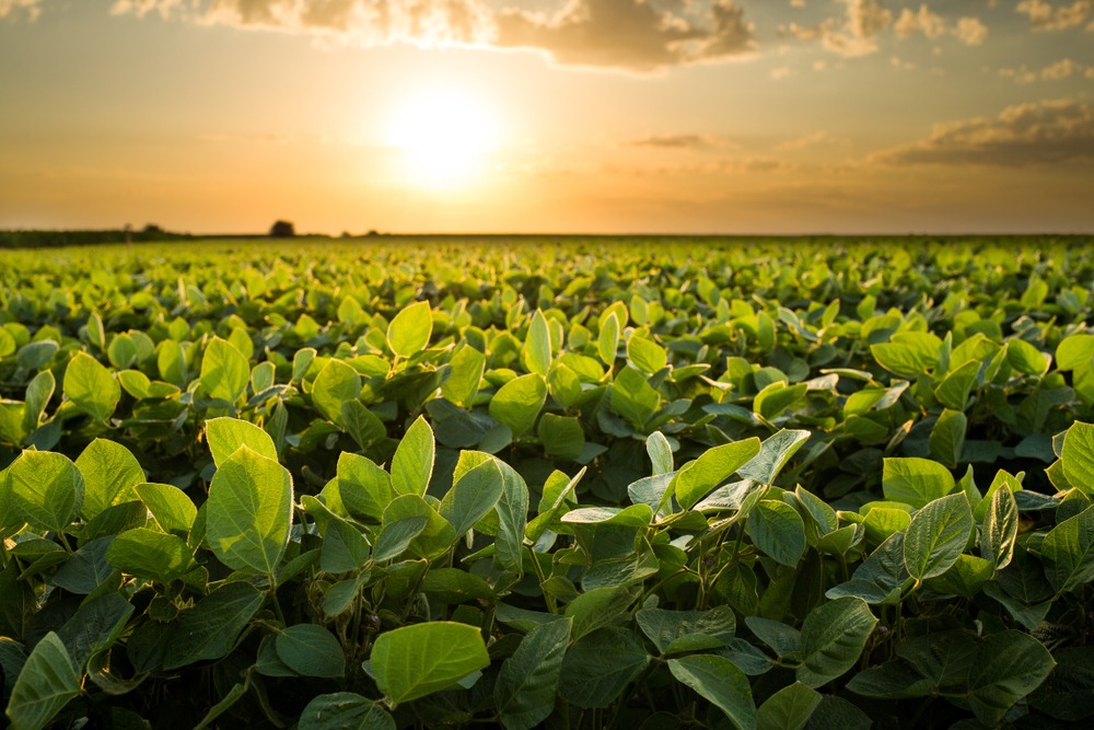 Soybean, Others, Weathered a Turbulent Year