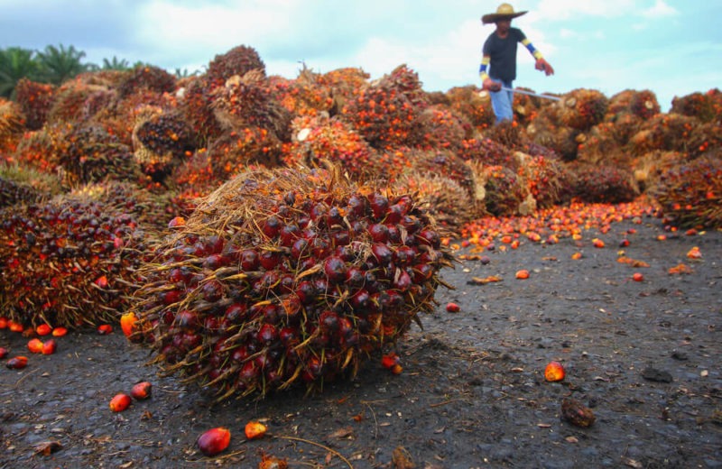 Palm Oil Products at Risk of High Prices