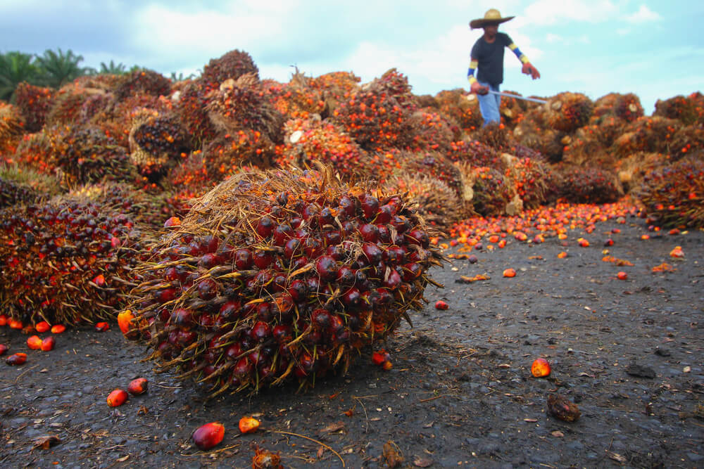 Palm Oil Products at Risk of High Prices