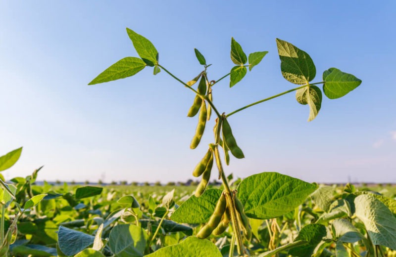 Soybean, Corn Plantings in the US to Grow by 5%