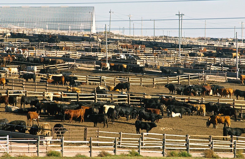 US Beef Exports to Japan Hiked to Excessive Level