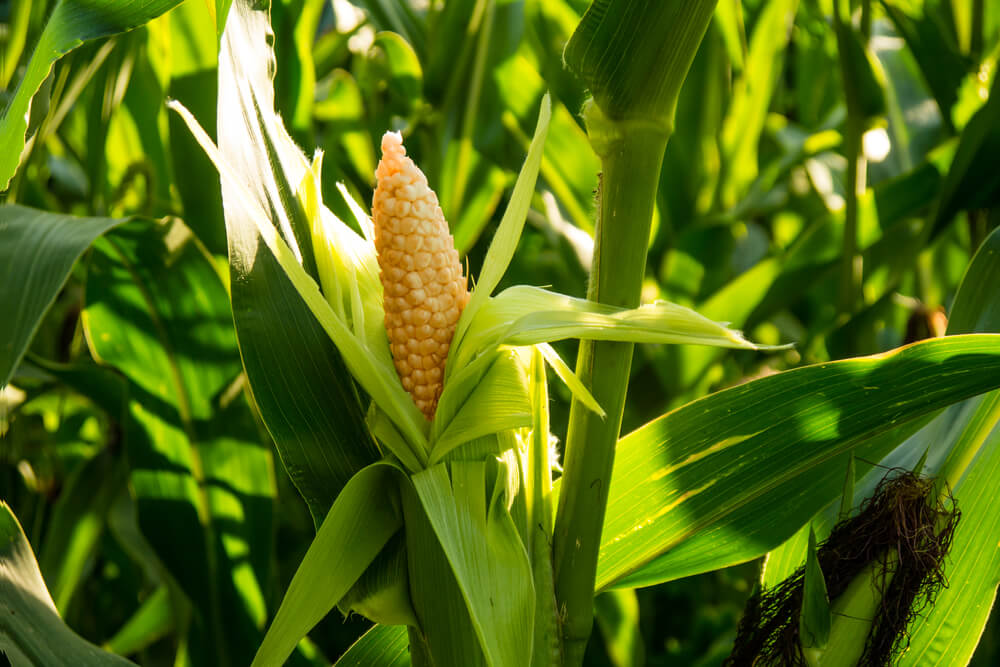 Corn Hits Multi-year High, Buyers Turn to Alternatives