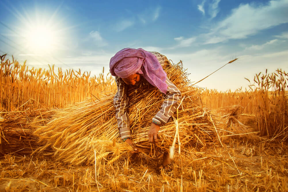 indian farmer on a wheat field