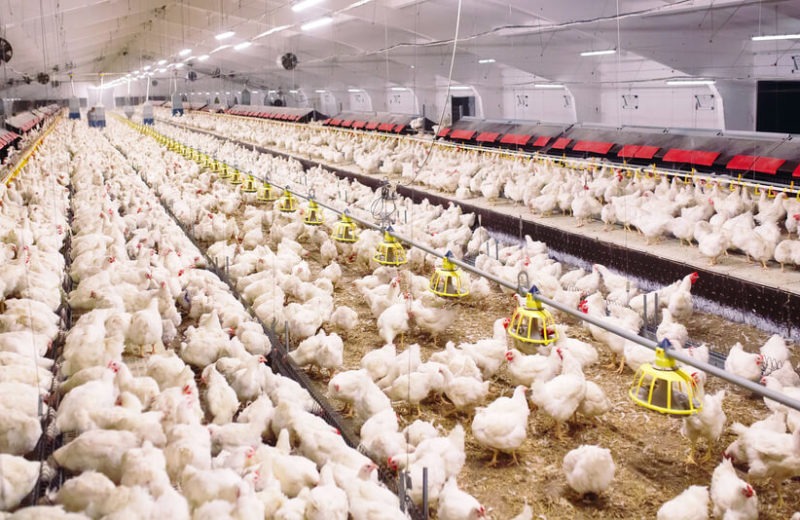 Poultry Industry Shaken After First Bird Flu Case in China