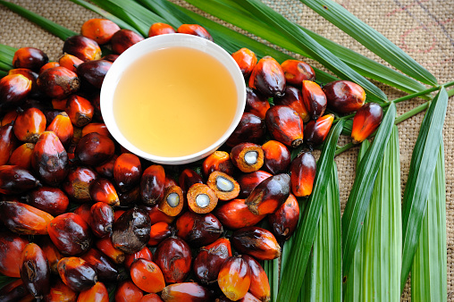 Malaysia Thinking About Cutting the Palm Oil Tax